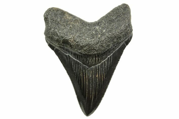 Serrated, Juvenile Megalodon Tooth - South Carolina #375969